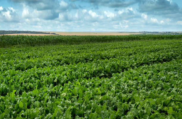 istock beet field, fresh green leaves, planting in rows 1577063256