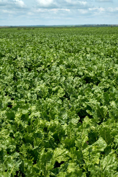 istock beet field close up, fresh green leaves and clouds 1577063614