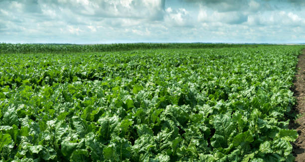 istock beet field, fresh green leaves, planting in rows 1577064132