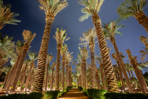 istock Road with palms illuminated at night, Diriyah, Riyadh, Saudi Arabia 1577065150