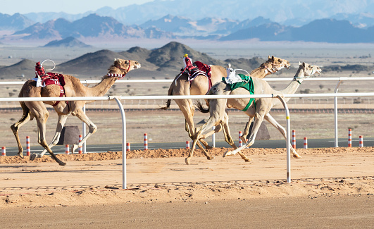 Camels in Sahara Desert, Morocco tended by a local Bedouin.
