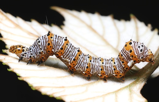 Profile view of a striking orange, white, and black caterpillar on a grape leaf.