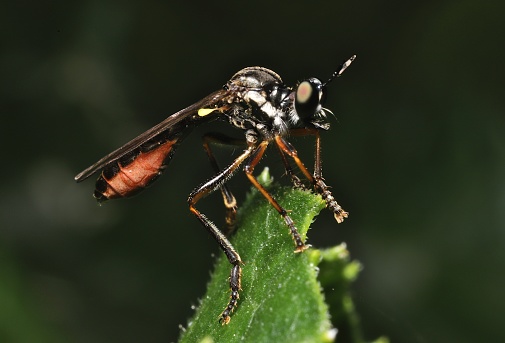 Profile view of a predatory Robber Fly perched on a leaf.