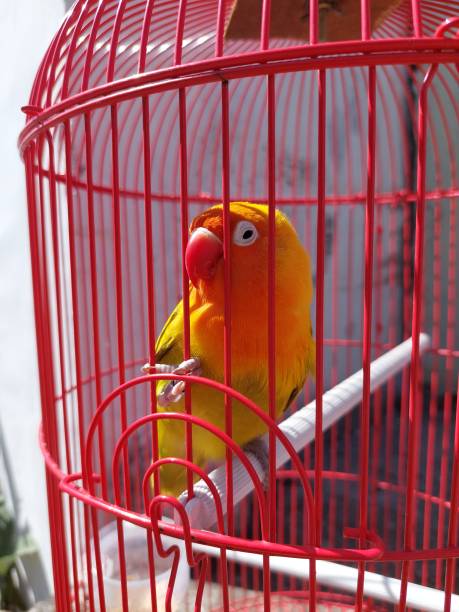 istock Love bird in cage 1577069284