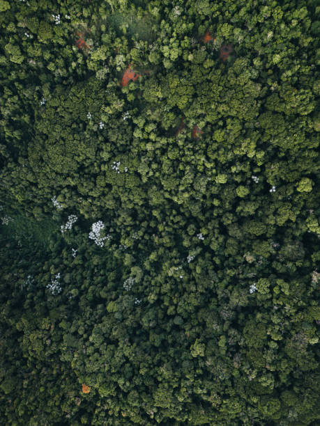 istock Top view of big forest in Brazil 1577073395