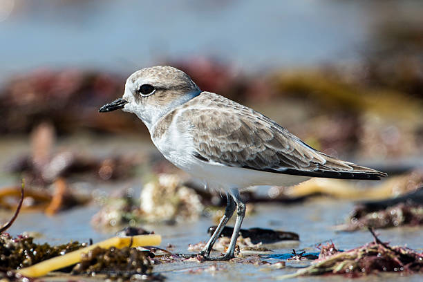 istock Snowy Plover amidst Colorful Seaweed 157707786