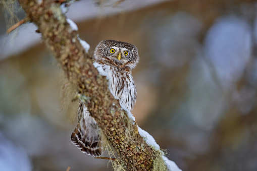 Eurasian pygmy owl (Glaucidium passerinum) in natural habitat