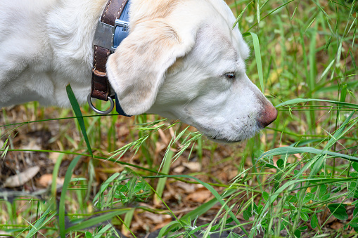 Closeup of head of active and happy purebred Labrador retriever dog outdoors on grass on sunny summer day. Head portrait. Copy space.