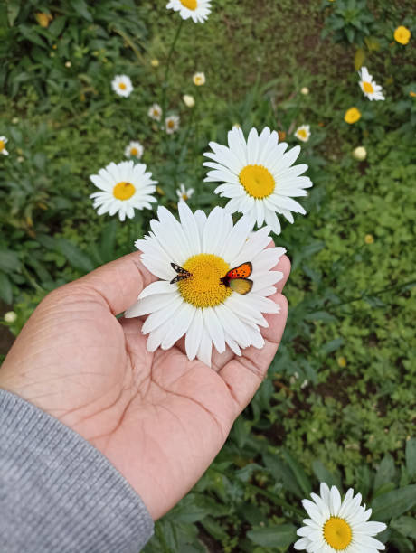 istock Butterflies on white daisy flower in hand. Top view. 1577102930