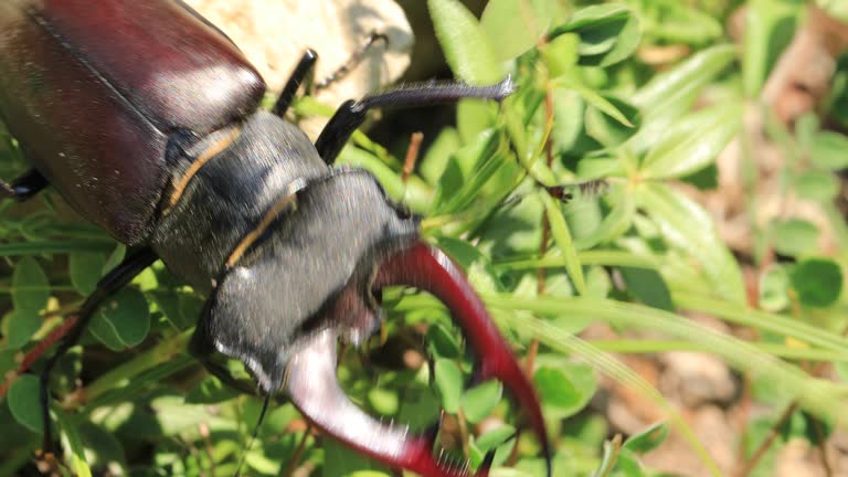 European stag beetle walking on the ground