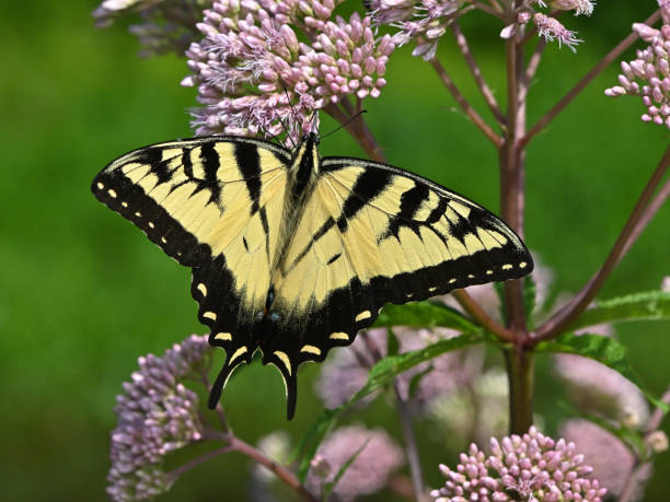 istock Tiger swallowtail on joe-pye weed 1577108145