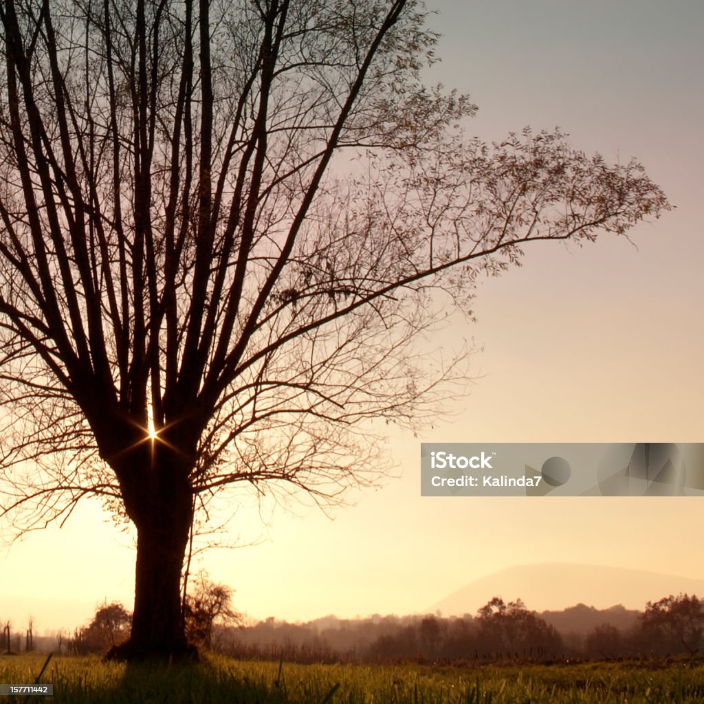 Silhueta de árvore no pôr-do-sol - Foto de stock de Acender royalty-free