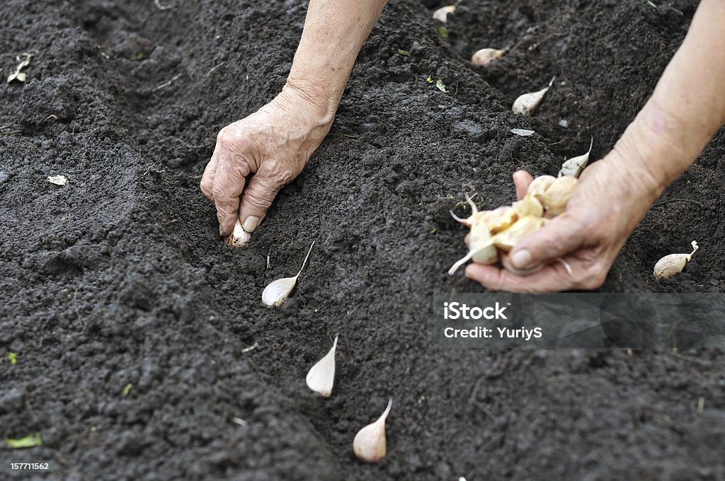 Senior woman planting garlic Senior woman planting garlic in the vegetable garden Garlic Stock Photo