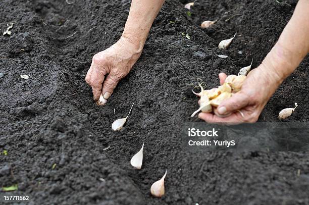 Senior Woman Planting Garlic Stock Photo - Download Image Now - Garlic, Planting, Active Seniors