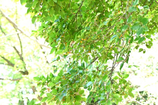 istock Chinese hackberry tree and fruits. 1577118877