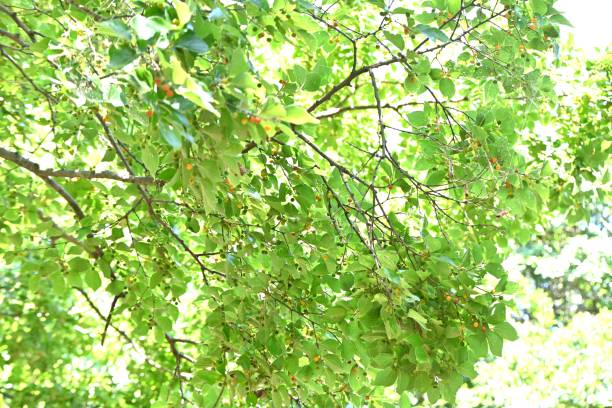 istock Chinese hackberry tree and fruits. 1577118883