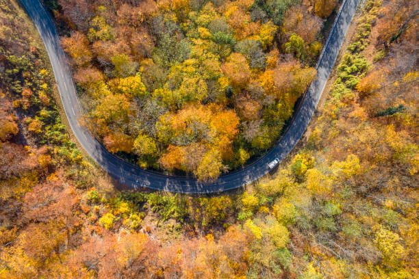 istock Forest road curve, aerial view 1577123513