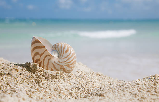istock nautilus shell on beach  and blue tropical sea 157712736