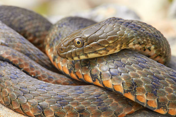 istock Dice snake (Natrix tessellata) in natural habitat 1577132276
