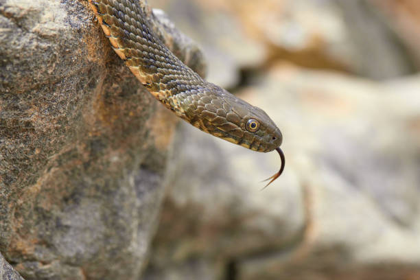 Close up of a snake