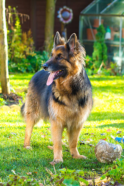 istock german Shepherd dog in the garden 157713586