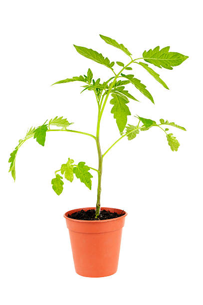 istock Tomato Plant In Pot Isolated On White 157713789