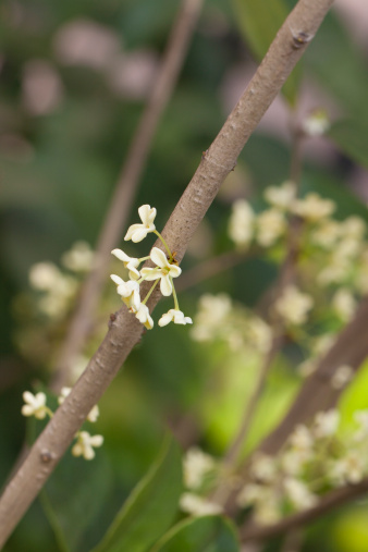 Osmanthus blossom give off a rich perfume.