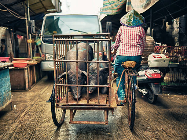 los cerdos en una jaula - isla de hainan fotografías e imágenes de stock