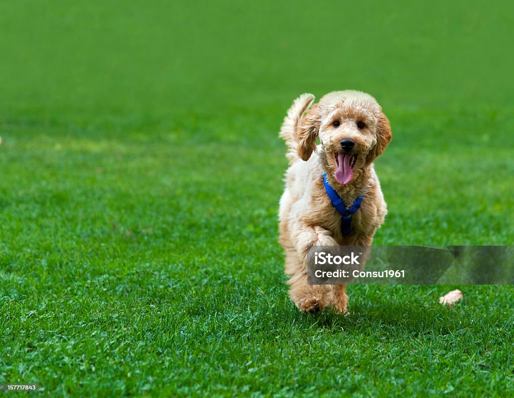 Feliz - Foto de stock de Perro libre de derechos