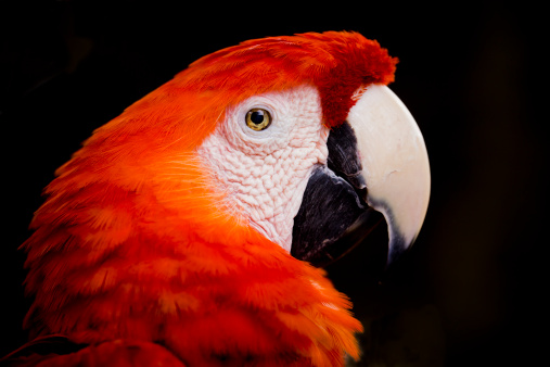 Vertical RED scarlet Macaw parrot in Pantanal, Brazil