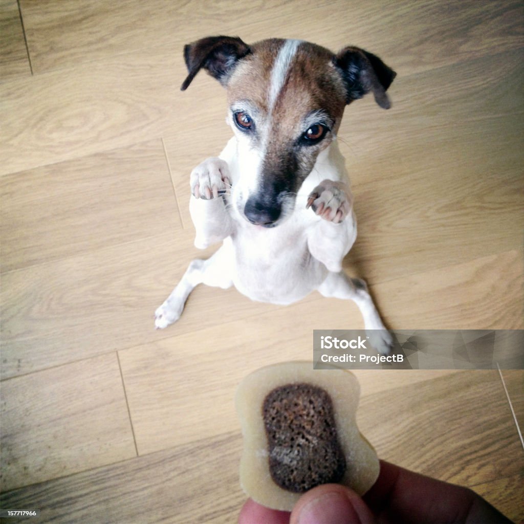 Jack Russell Terrier Hund warten auf eine Leckerei biscuit - Lizenzfrei Hund Stock-Foto