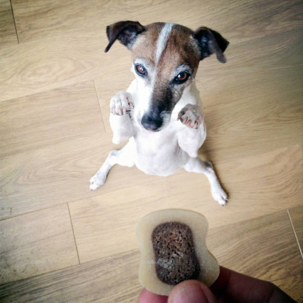 Jack Russell Terrier Dog waiting for a treat biscuit