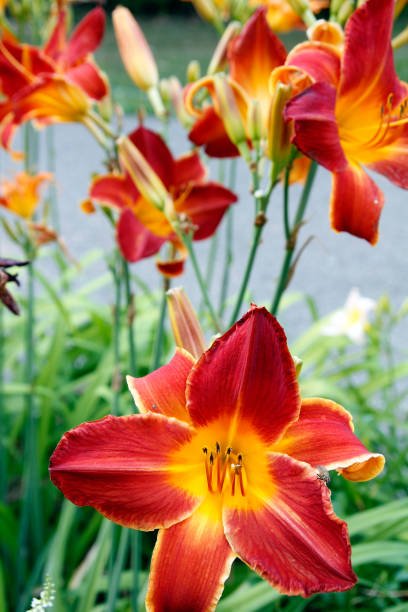 Lilies  daylily stock pictures, royalty-free photos & images