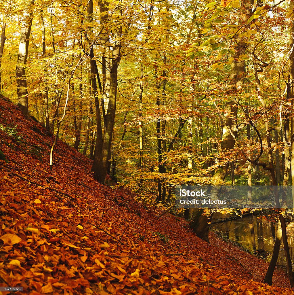 Herbst im Buche forest - Lizenzfrei Anhöhe Stock-Foto