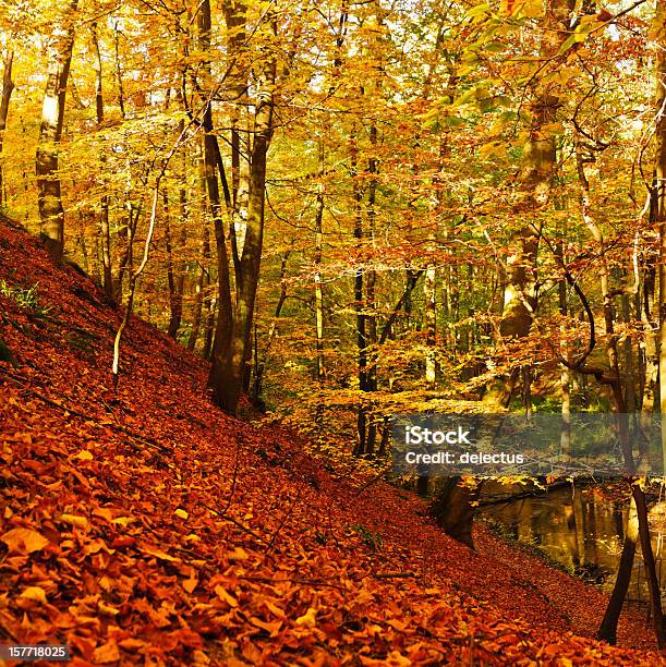 Herbst Im Buche Forest Stockfoto und mehr Bilder von Anhöhe - Anhöhe, Baum, Blatt - Pflanzenbestandteile