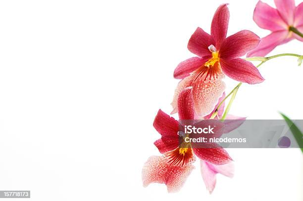Beautiful Pink Orchid Stock Photo - Download Image Now - Exoticism, Flower, White Background