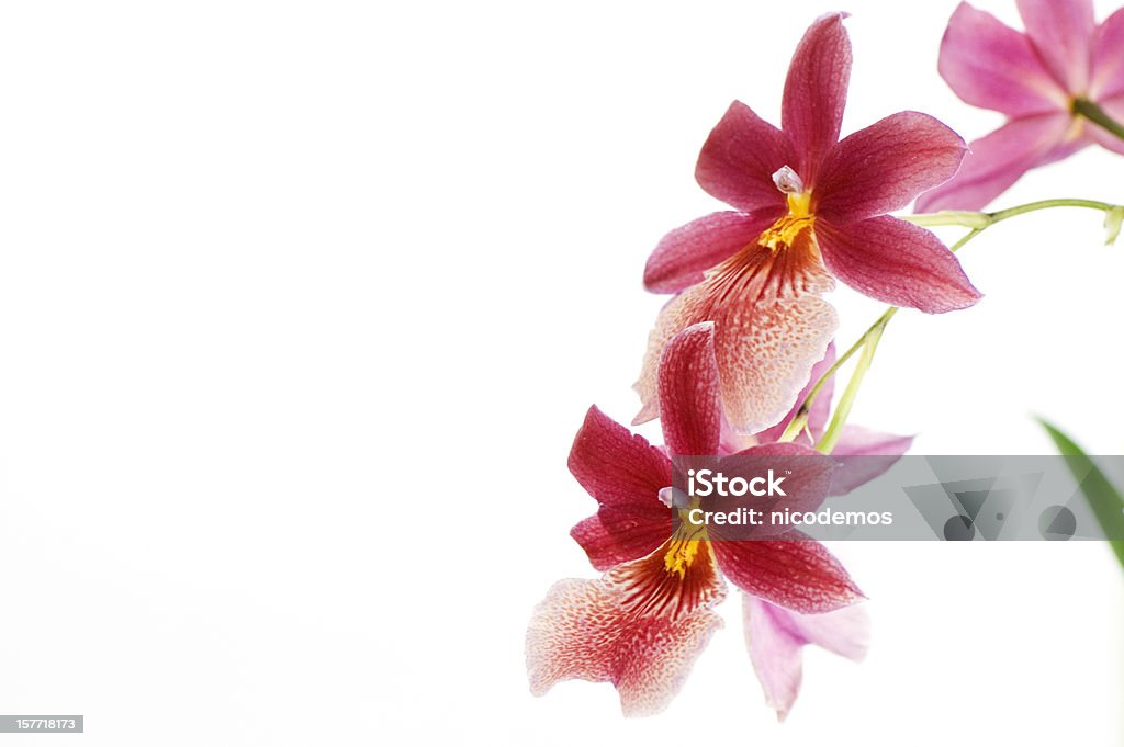 Bela orquídea cor-de-rosa - Foto de stock de Exotismo royalty-free
