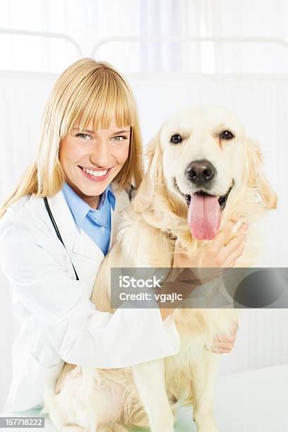 Young Female Veterinary Caring About Dog Stock Photo - Download Image Now - Adult, Animal, Animal Hospital