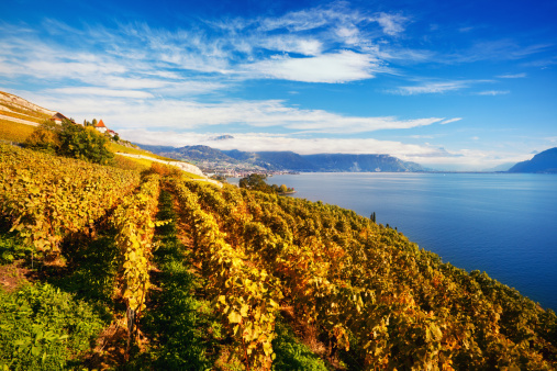 Vineyards on Swiss Riviera