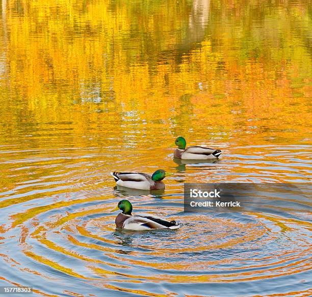 Enten Schwimmen In Herbstfarben Stockfoto und mehr Bilder von Ente - Wasservogel - Ente - Wasservogel, Fluss, Bunt - Farbton