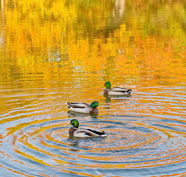 duck swimming in fall colors