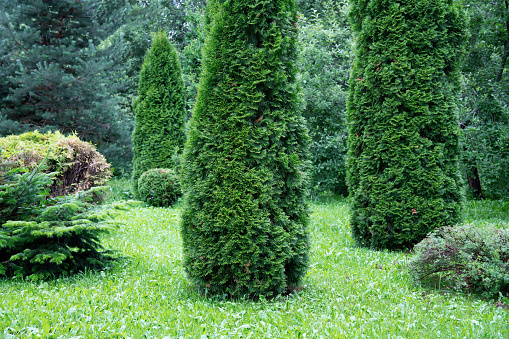 Beautiful garden with coniferous evergreens plants and trees such as junipers, thuja and spruces in summer evening