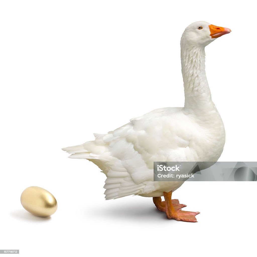 Goose que estabelecer um Ovo dourado isolado no branco, - Royalty-free Ouro - Metal Foto de stock