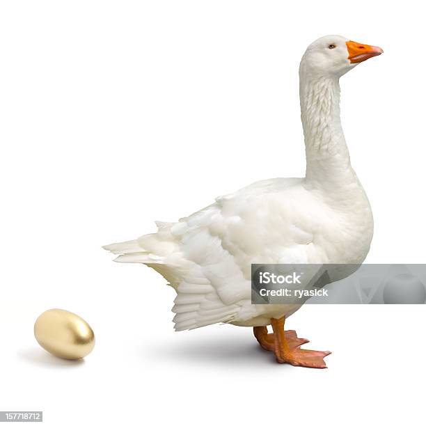Goose Que Estabelecer Um Ovo Dourado Isolado No Branco - Fotografias de stock e mais imagens de Ouro - Metal