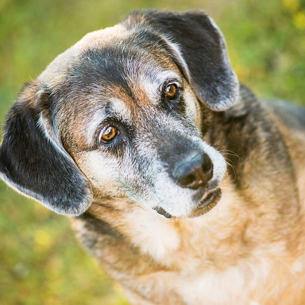 istock Mixed Breed Senior Dog Headshot 157718851