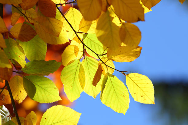 istock colorful autumn leaves 157718953