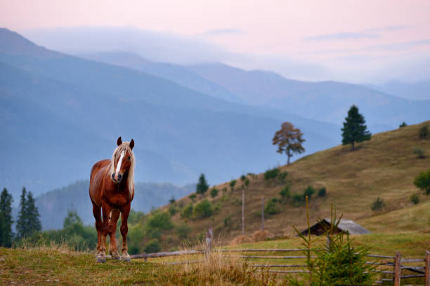 istock Lone horse in rural mountain landscape 157719020