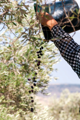 A woman holds up and empties a bucket of freshly picked olives to allow the wind to carry away leaves, etc that are mixed in with the olives. Location: Zababdeh, West Bank, Palestinian Territories