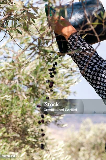 Foto de Olive Harvest Na Cisjordânia Village Na Palestina e mais fotos de stock de Adulto - Adulto, Agricultura, Azeitona