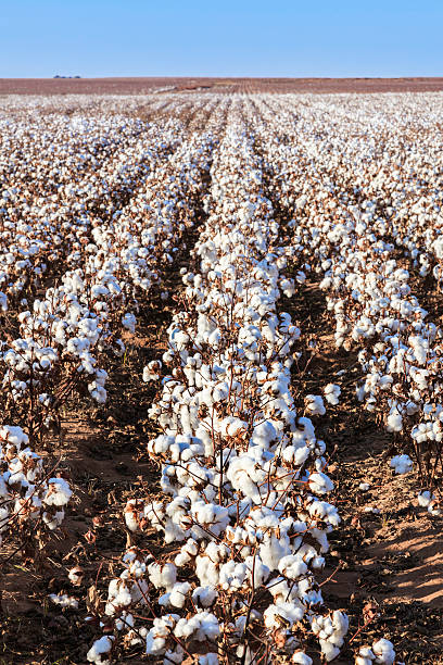 coton prêt pour la récolte dans le champ - lubbock photos et images de collection